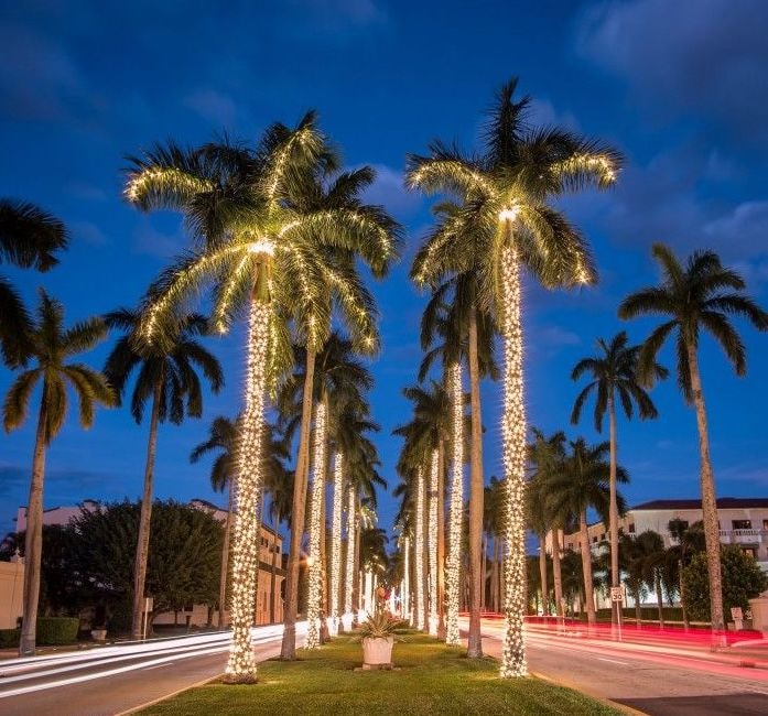 Coconut Grove Tropical Display
